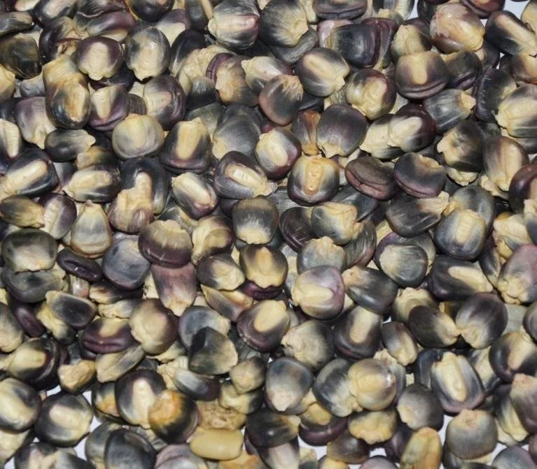 Blue Clarage Corn Meal - Local Millers