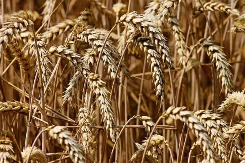 Soft Red Wheat Flour - Local Millers