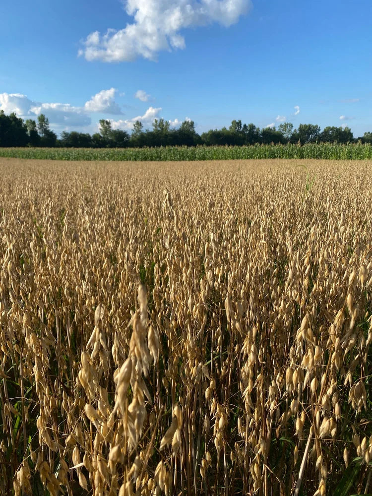 Organic Oats (5lb)
